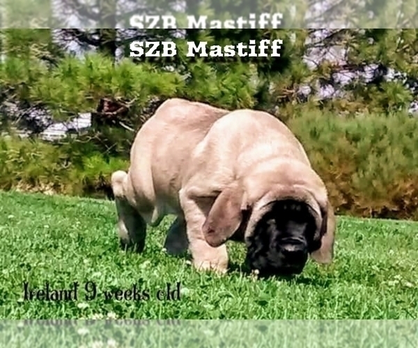 Medium Photo #1 Daniff Puppy For Sale in PORTOLA, CA, USA