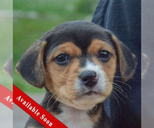 Beagle-Chihuahua Mix Dogs for adoption in Huntley, IL, USA