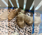 Small Photo #8 Golden Retriever Puppy For Sale in MIDLAND, MI, USA