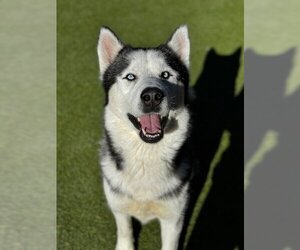 Siberian Husky Dogs for adoption in Upland, CA, USA