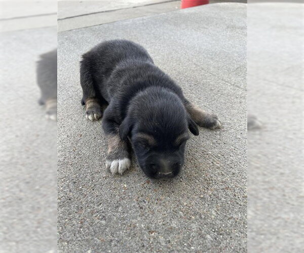 Medium Photo #1 German Shepherd Dog Puppy For Sale in Houston, TX, USA