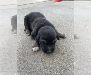 German Shepherd Dog Dogs for adoption in Houston, TX, USA