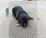 Small German Shepherd Dog