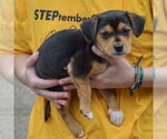 Small #1 Beagle-Chihuahua Mix