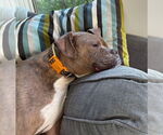 Small #6 Boxer Mix