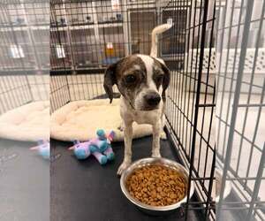 Mutt Dogs for adoption in Pryor, OK, USA