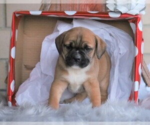English Bulldog-Puggle Mix Puppy for sale in FREDERICKSBG, OH, USA