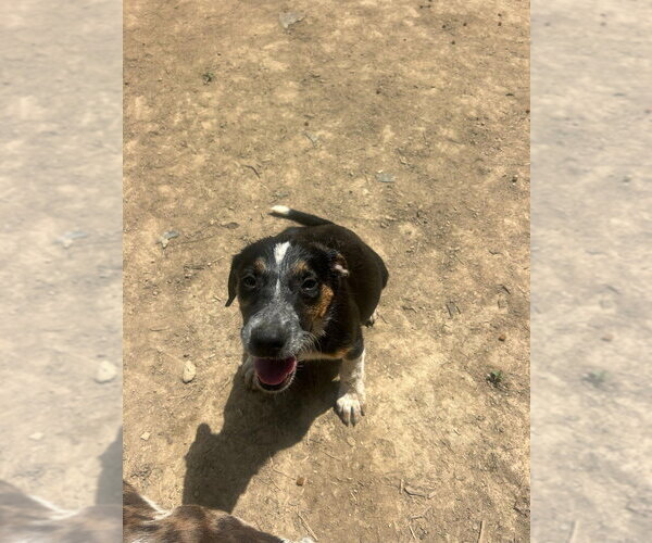 Medium Photo #2 Australian Shepherd-Unknown Mix Puppy For Sale in Aurora, IN, USA