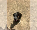 Small #1 Australian Shepherd Mix