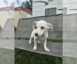 Small #14 Chiweenie