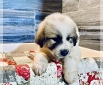 Puppy Alan Great Pyrenees