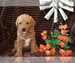 Small #3 Goldendoodle (Miniature)