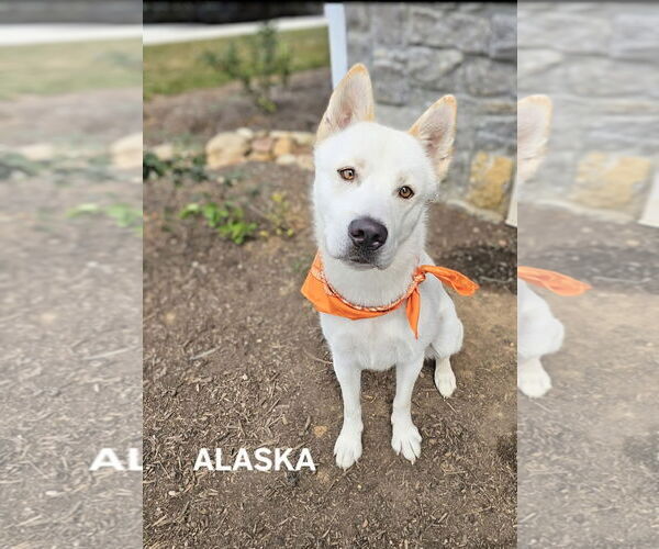 Medium Photo #2 - Mix Puppy For Sale in Maryville, TN, USA