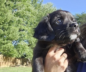 Cava-lon Puppy for Sale in STAFFORD, Virginia USA