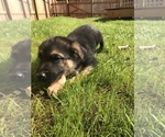 Small Photo #2 German Shepherd Dog Puppy For Sale in INMAN, SC, USA