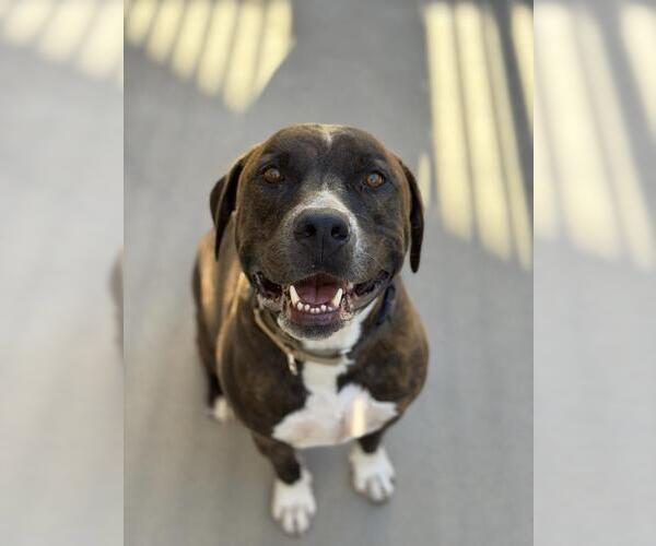 Medium Photo #1 Mutt Puppy For Sale in Santa Barbara, CA, USA
