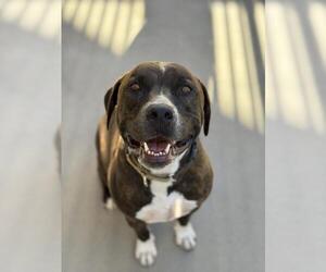 Mutt Dogs for adoption in Santa Barbara, CA, USA