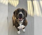 Small Mutt