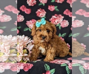Cavapoo Puppy for sale in LINCOLN UNIVERSITY, PA, USA