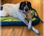 Small Photo #1 German Wirehaired Pointer-Unknown Mix Puppy For Sale in STONE MOUNTAIN, GA, USA