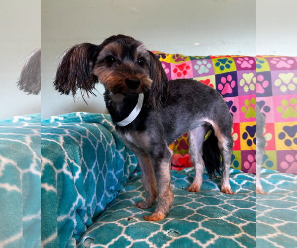 Medium Photo #5 Mutt Puppy For Sale in Pacolet, SC, USA