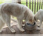 Small Photo #17 Great Pyrenees Puppy For Sale in Garland, TX, USA
