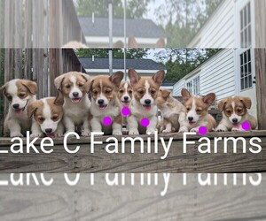 Pembroke Welsh Corgi Puppy for sale in EHRHARDT, SC, USA