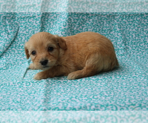 Goldendoodle (Miniature) Puppy for sale in BLOOMINGTON, IN, USA