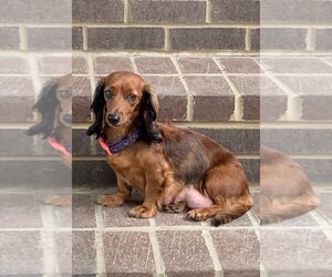 Mother of the Dachshund puppies born on 07/30/2021