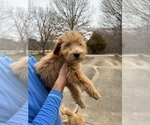 Small #3 Goldendoodle