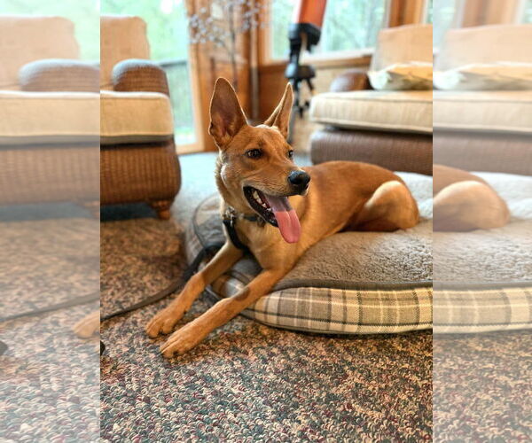 Medium Photo #9 Mutt Puppy For Sale in Greenville, SC, USA