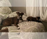 Small #3 Australian Shepherd-Boxer Mix