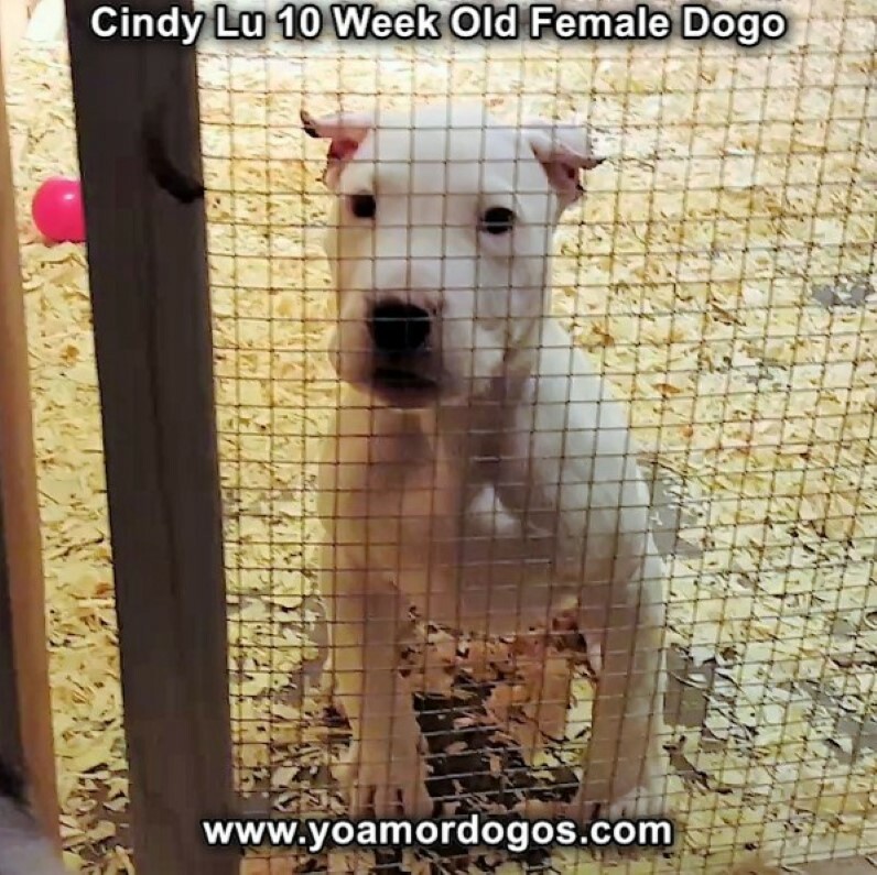 Medium Photo #91 Dogo Argentino Puppy For Sale in PINEVILLE, MO, USA