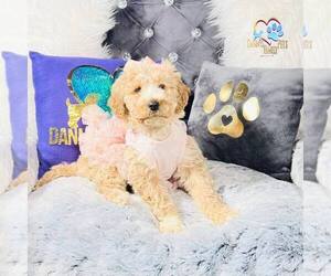 Poodle (Standard) Puppy for sale in GRIFFITH, IN, USA