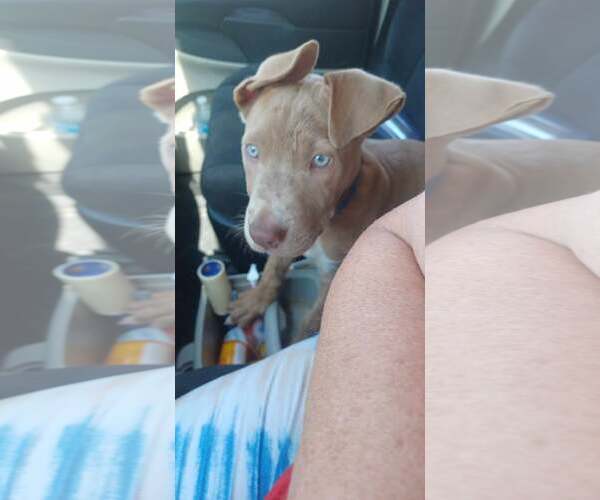 Medium Photo #3 American Pit Bull Terrier-Unknown Mix Puppy For Sale in MIDWAY, UT, USA