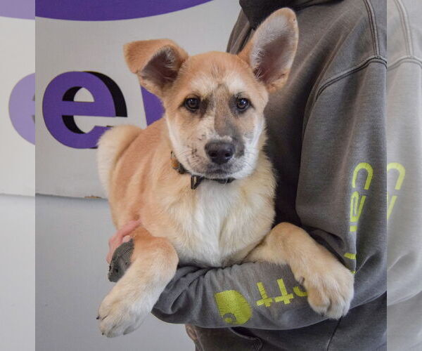 Medium Photo #3 Catahoula Leopard Dog-German Shepherd Dog Mix Puppy For Sale in Huntley, IL, USA