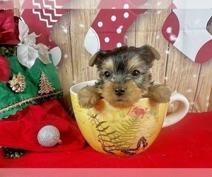 Yorkshire Terrier Puppy for sale in CASSVILLE, MO, USA