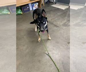 German Shepherd Dog-Huskies Mix Dogs for adoption in Fairfield, IL, USA