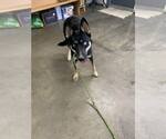 Small German Shepherd Dog-Huskies Mix