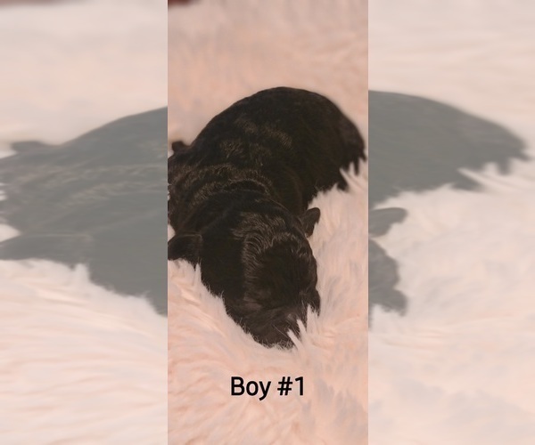 Medium Photo #1 Maltipoo-Peke-A-Poo Mix Puppy For Sale in HATTIESBURG, MS, USA