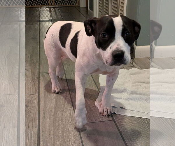 Medium Photo #3 Labrador Retriever-Unknown Mix Puppy For Sale in Sanford, FL, USA