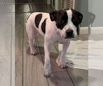 Small #2 Labrador Retriever Mix