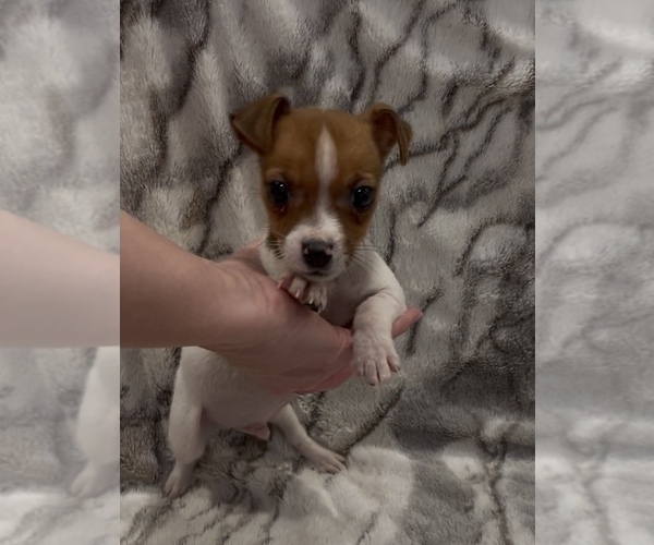 Medium Photo #9 Jack Russell Terrier Puppy For Sale in MOUNT CARMEL, PA, USA