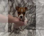 Small #8 Jack Russell Terrier