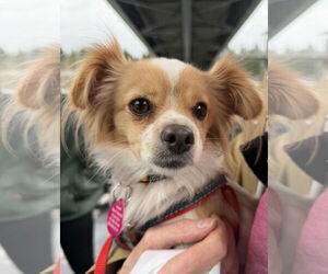 Chihuahua-Unknown Mix Dogs for adoption in Bellevue, WA, USA