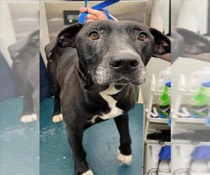 Great Dane-Labrador Retriever Mix Dogs for adoption in Mobile, AL, USA