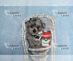 Small #7 Poodle (Toy)