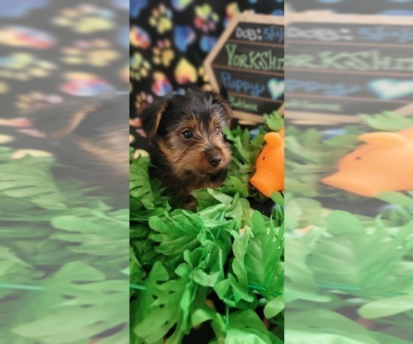 Medium Photo #6 Yorkshire Terrier Puppy For Sale in AKRON, OH, USA