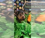 Small Photo #6 Yorkshire Terrier Puppy For Sale in AKRON, OH, USA