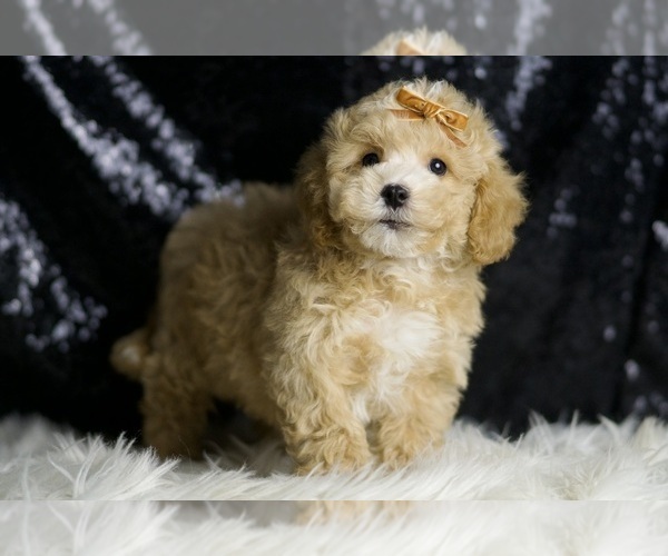 Medium Photo #4 Maltipoo Puppy For Sale in WARSAW, IN, USA